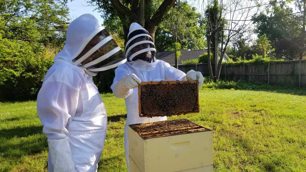 OUBeeClub's tweet image. We love to see our girls hard at work taking care of their brood! All those dark-yellow spots are baby bees preparing to turn into their adult form! 🐝