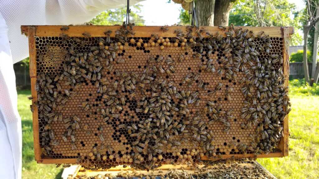 OUBeeClub's tweet image. We love to see our girls hard at work taking care of their brood! All those dark-yellow spots are baby bees preparing to turn into their adult form! 🐝