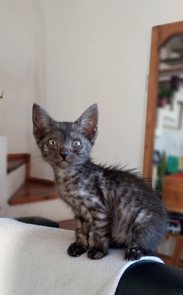 RochiDemarco's tweet photo. @VivireNuevaCba buscamos familia responsable para esta gatita 🙏🏼 tiene dos meses y medio, tamaño re chiquitita y es un amor 🥰💖 https://t.co/1ssFUsmkAE
