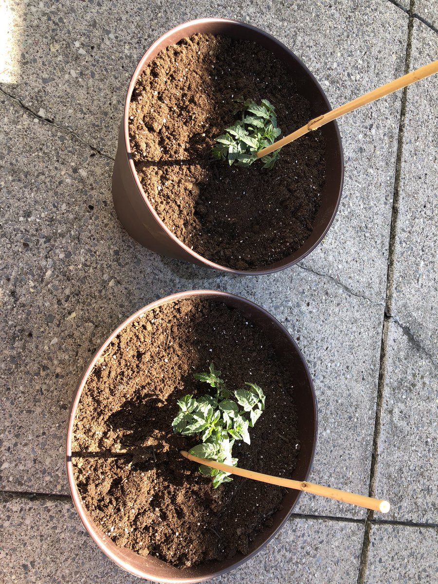 soneil1's tweet photo. #ecfgrowingaces beefsteak and bruschetta settling in nicely in their new bigger pots! https://t.co/EtLAsJc2YX