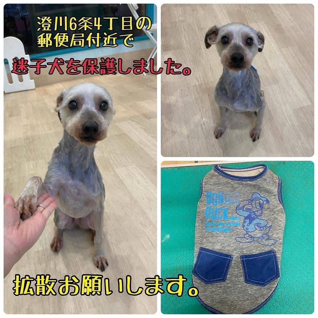 札幌老犬ホーム ペットホテル 逢犬はうす T Co Gym2f2fixp 飼い主様に届きますように 6月日 日 札幌市南区澄川6条4丁目の郵便局付近で迷子犬を保護 迷子犬情報 迷い犬保護中 北海道迷い犬 札幌市南区 札幌市南区澄川 札幌市豊平区 犬 札幌老犬ホーム ペットホテル 逢犬はうす T Co Gym2f2fixp 飼い主様に届きますように 6月日 日 札幌市南区澄川6条4丁目の郵便局付近で迷子犬を保護 迷子犬情報 迷い犬保護中 北海道迷い犬 札幌市南区 札幌市南区澄川 札幌市豊平区 犬
