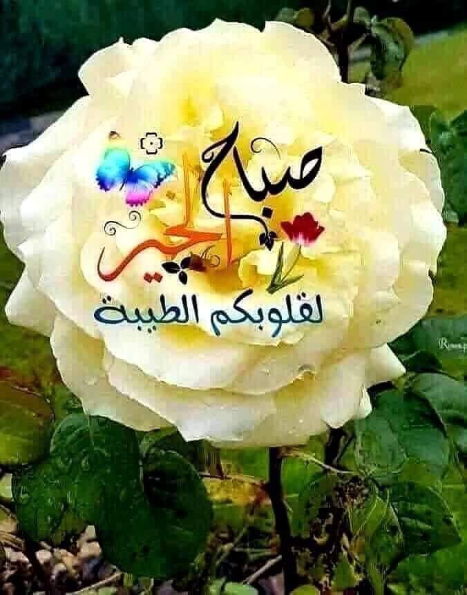 jamaljarbu's tweet photo. @74Kvg9WR3nuE8GL @Ali_Jaber1989 @Noor_H_1988 @ibrahimmakeed https://t.co/yzsTMk0QVh