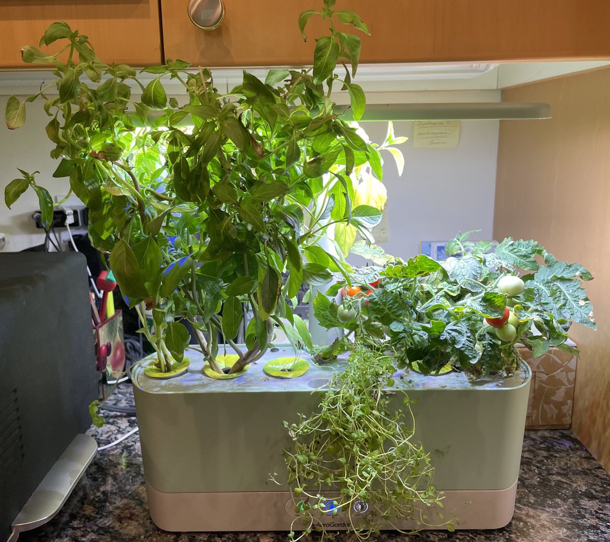 B2CraftProjects's tweet photo. Our first #AeroGarden #MightyMini cherry tomato harvest https://t.co/QNLD2Fg5SH