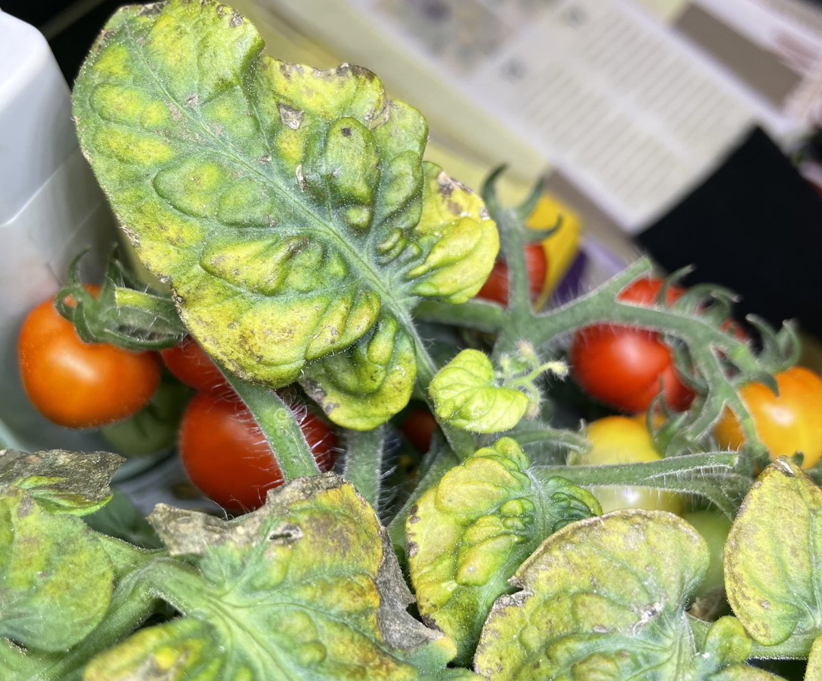 B2CraftProjects's tweet photo. Our first #AeroGarden #MightyMini cherry tomato harvest https://t.co/QNLD2Fg5SH