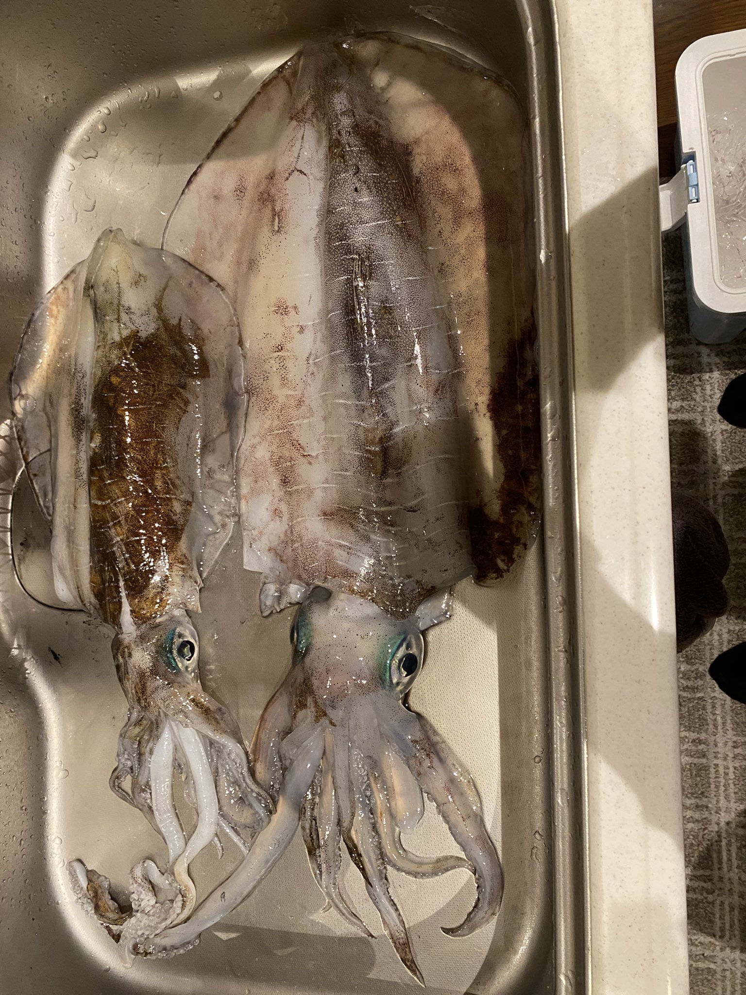 ズッコケ釣り親子 昨日釣ったアオリイカを家に持って帰ってくると シンクがパンパンで 改めて驚いた 1 4キロのアオリイカが 子供に見えます笑 おはようございます アオリイカ モンスター ヤエン ヤエン釣り 釣り好きな人と繋がりたい T