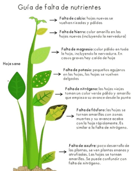 Cómo saber si le falta algún nutriente a tu planta