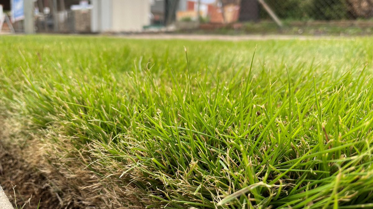 NewtonsBLS's tweet image. Winter gardening can be a tricky task for even the most seasoned gardeners. Check out our top tips on what to do in the backyard this season in our Newtons Guide to Winter Lawn Care! 

newtonsbuilding.com.au/newtons-guide-…