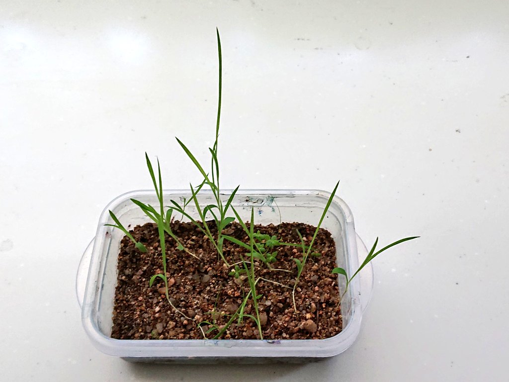 Fuusan على تويتر ホワイトクローバーの種が1袋 謎の種が2袋 矢印のホワイトクローバーの種が発芽しましたので 土に埋め直しました スクスク育っていますので 嬉しいのですが 何か違う様な ホワイトクローバー マイクロエース 箱庭シリーズ どうでも