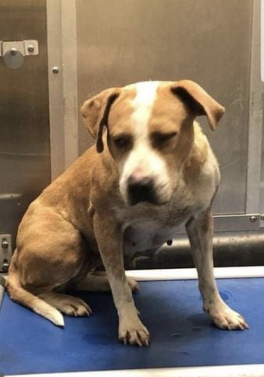 #TN #MEMPHIS
🆘🆘CODE RED Lady 4yo HW+ girl  Extremely shy &amp; not used to human interaction-the shelter must be a bewildering &amp; scary experience for her! Desperately needs a kind patient home! Overlooked in a packed shelter! #ADOPT #PLEDGE #RESCUE #MASA5860
facebook.com/18216482414803…