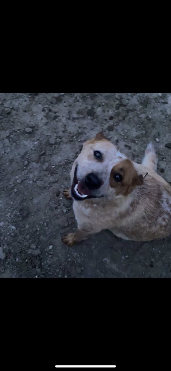 logz92's tweet photo. happy 2nd birthday to my toby!! 🤍 https://t.co/JzLlwFxJOK