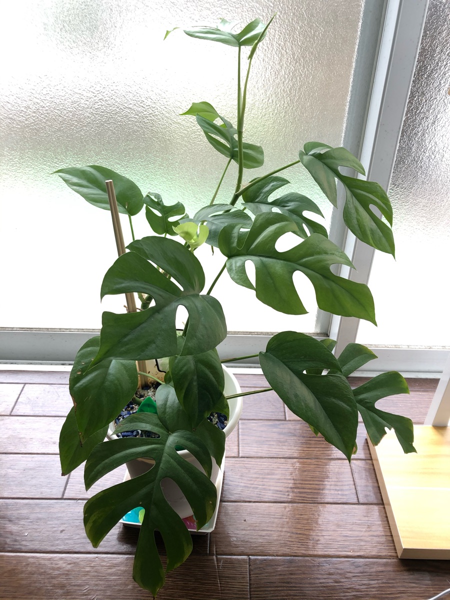 秋 秋生 うちのボスヒメモンステラさんがだいぶ徒長して茎もヒョロヒョロになってきちゃったなー 切り戻し案件 ヒョロヒメ同士を1鉢に合わせるのも手かな 秋 秋生 うちのボスヒメモンステラさんがだいぶ徒長して茎もヒョロヒョロになってきちゃったなー 切り戻し案件 ヒョロヒメ同士を1鉢に合わせるのも手かな