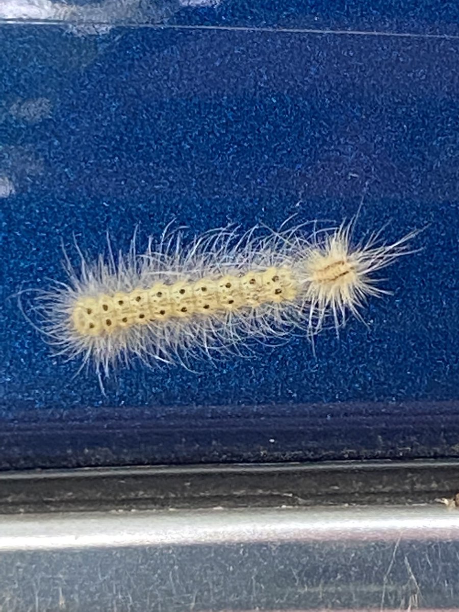 BamaBass's tweet image. This monstrosity was awaiting my return to the car today! #evilbeast