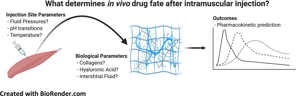 JCRnEDITORS's tweet image. Evaluating parameters affecting drug fate at the intramuscular injection site.
| Adam J.S. McCartan @PharmUnivBath | @MrsnyLab @UKICRS 
#intramuscularinjection #pharmacokineticmodels
doi.org/10.1016/j.jcon…