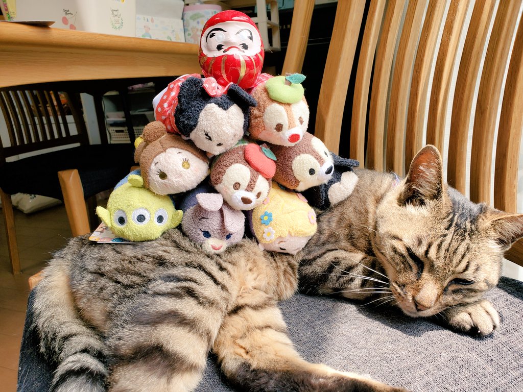 猫空 ディズニーツムツムの 間違った積み方 ミロ ゴロゴロいってる 謎猫 ディズニーツムツム ツムツム ぬいぐるみ 猫との暮らし 動じない心 ダルマ21 ディズニー ジジ