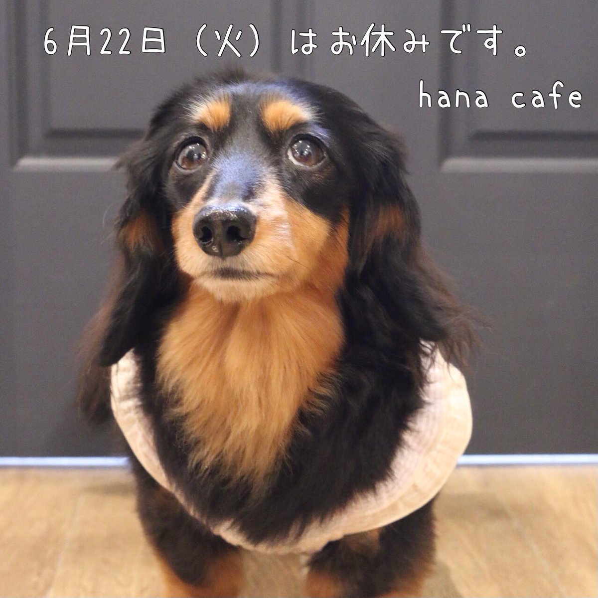 Hana Cafe 金沢八景 Pa Twitter インスタより T Co Ee84sxsl 明日6月22日 火 はお休みです よろしくお願いします Hanacafe カフェ Cafe Dogcafe ドッグカフェ 金沢八景 金沢八景カフェ 金沢八景ドッグカフェ お知らせ T Co