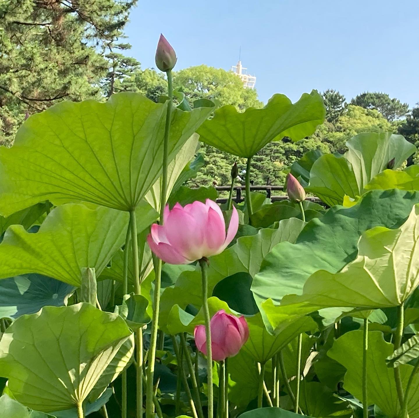 X-এ 鶴舞公園: 