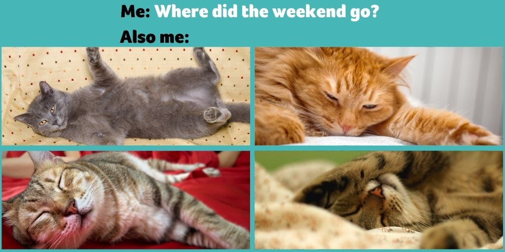 PDSA_HQ's tweet image. We don't know about you, but we're definitely guilty 🙈 🙋 #MondayMorning