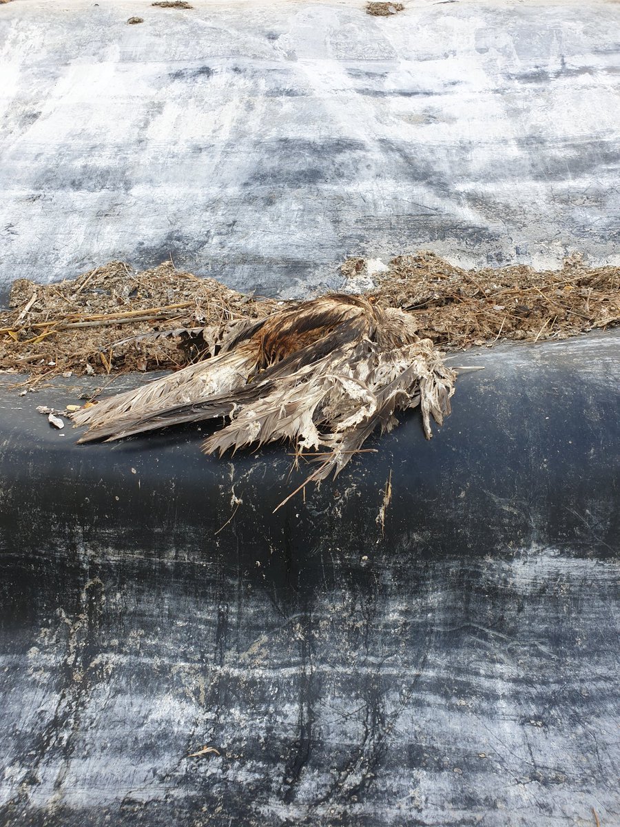 Quan s'asequen les basses plastificades, es pot onservar la magnitud de la tràgedia. 
Són un parany mortal per molts animals. Caldria pendre algunes mesures.