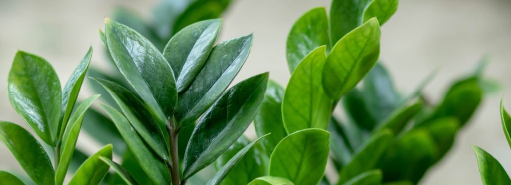 🔎 ¡Mira lo que he encontrado!
Cuidados de la zamioculca, la planta todoterreno - verdecora.es/blog/zamioculc… 
#plantas #decoración #natural #cuidados