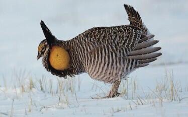 ExtinctAnimal's tweet image. The Greater Prairie Chicken species died after this last one tried to swallow an orange whole..