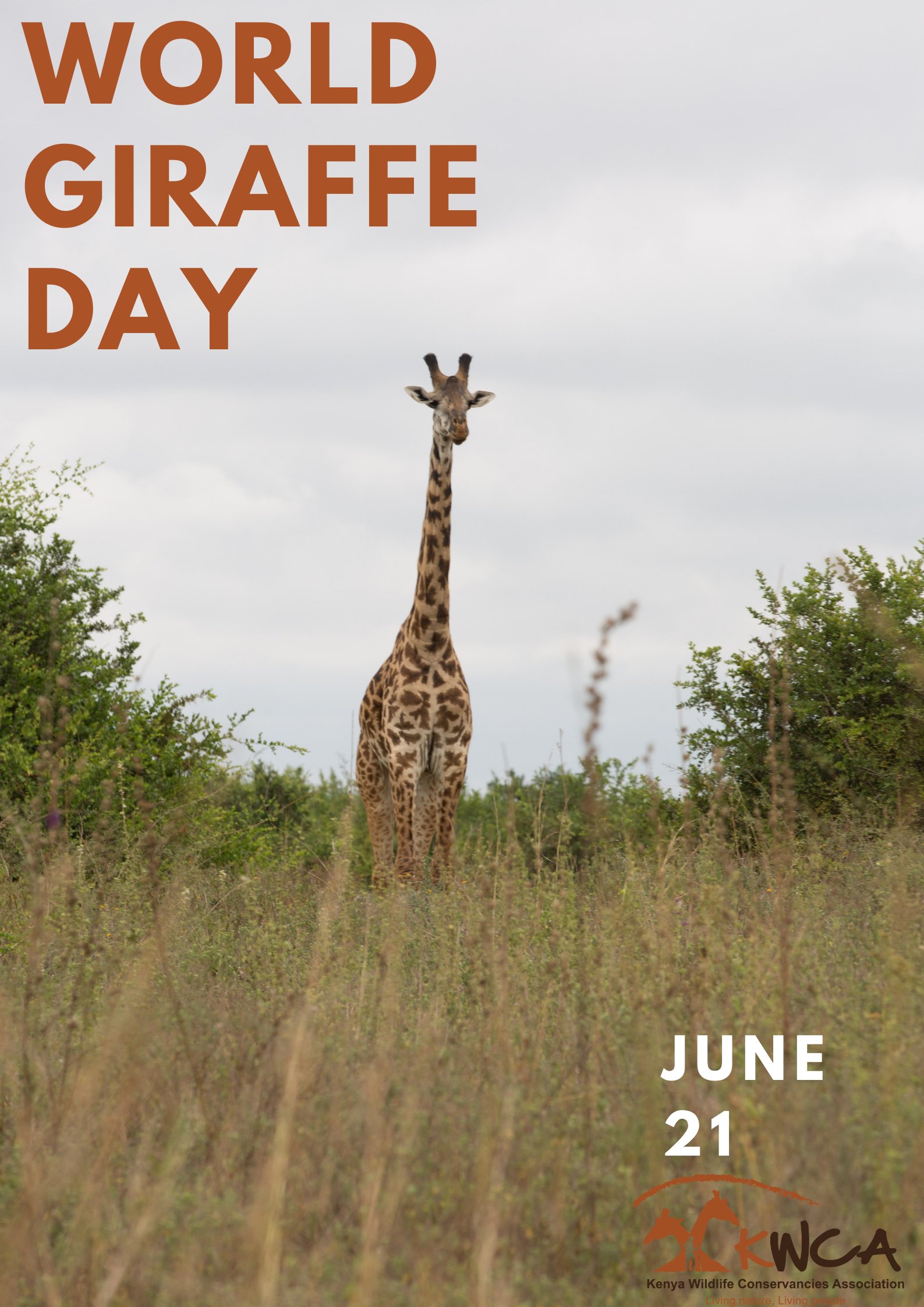 Kenya Conservancies Happy World Giraffe Day Did You Know Giraffes Form Our Kwca Logo And Embodies Our Story And Vision This Is Why Giraffes Are Special To Us T Co Z5jzos9dfc