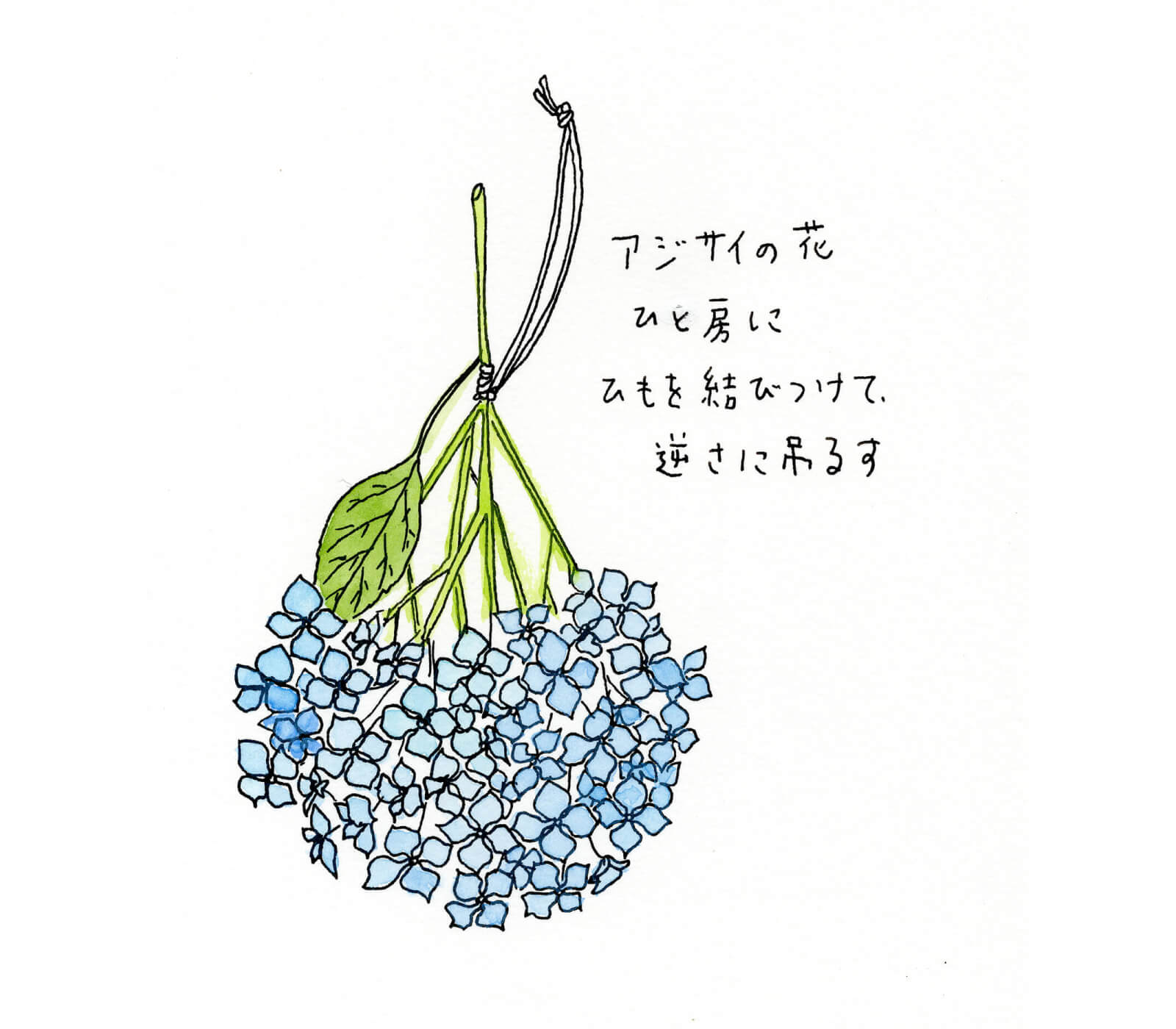 暦生活 こよみせいかつ まず 玄関の電灯の上にアジサイ の花をひと房吊るします これは 今日から一年間 生活のお金に困らないというおまじない もう一つは 寝室の電灯の上に吊るします こちらは 一年間おこづかいに困らないというおまじないです