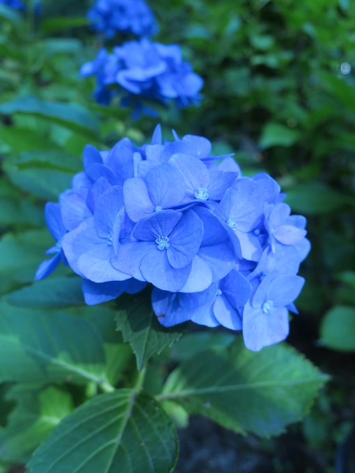 神代植物公園 オオオニバスが咲く夏