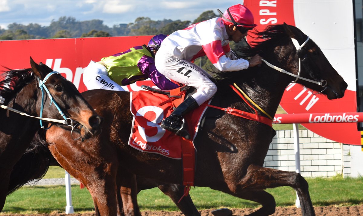 Moshama win the Ladbrokes Maiden
2UP MDN-SW, 1150m for trainer John blacker. 
📷 <a href="/PeterJStaples/">Peter Staples</a>