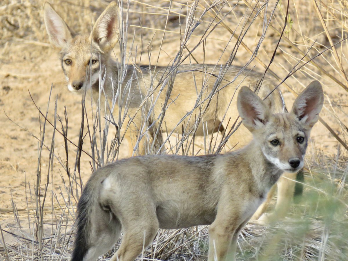 A pair of adorable coyote pups that we saw along the Santa Cruz River this morning #Tucson 😍😍😍