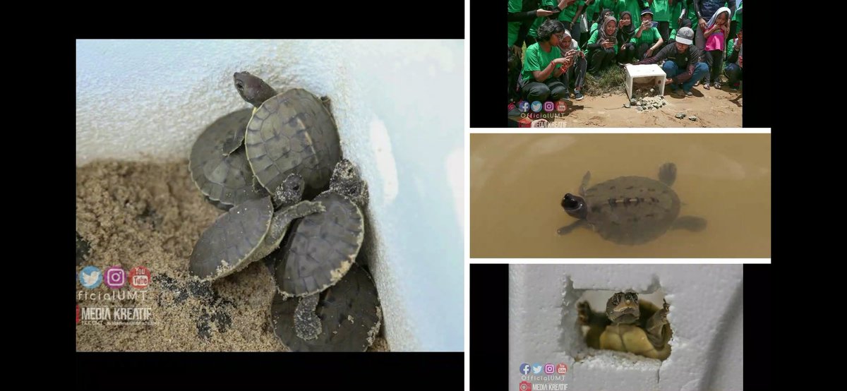 IMAN2679's tweet photo. @ZoologiMY Aduhai... Tak sempat la nak tengok anak tuntung yang kami release nak membesar 😢 https://t.co/AKVvJ0qI2h