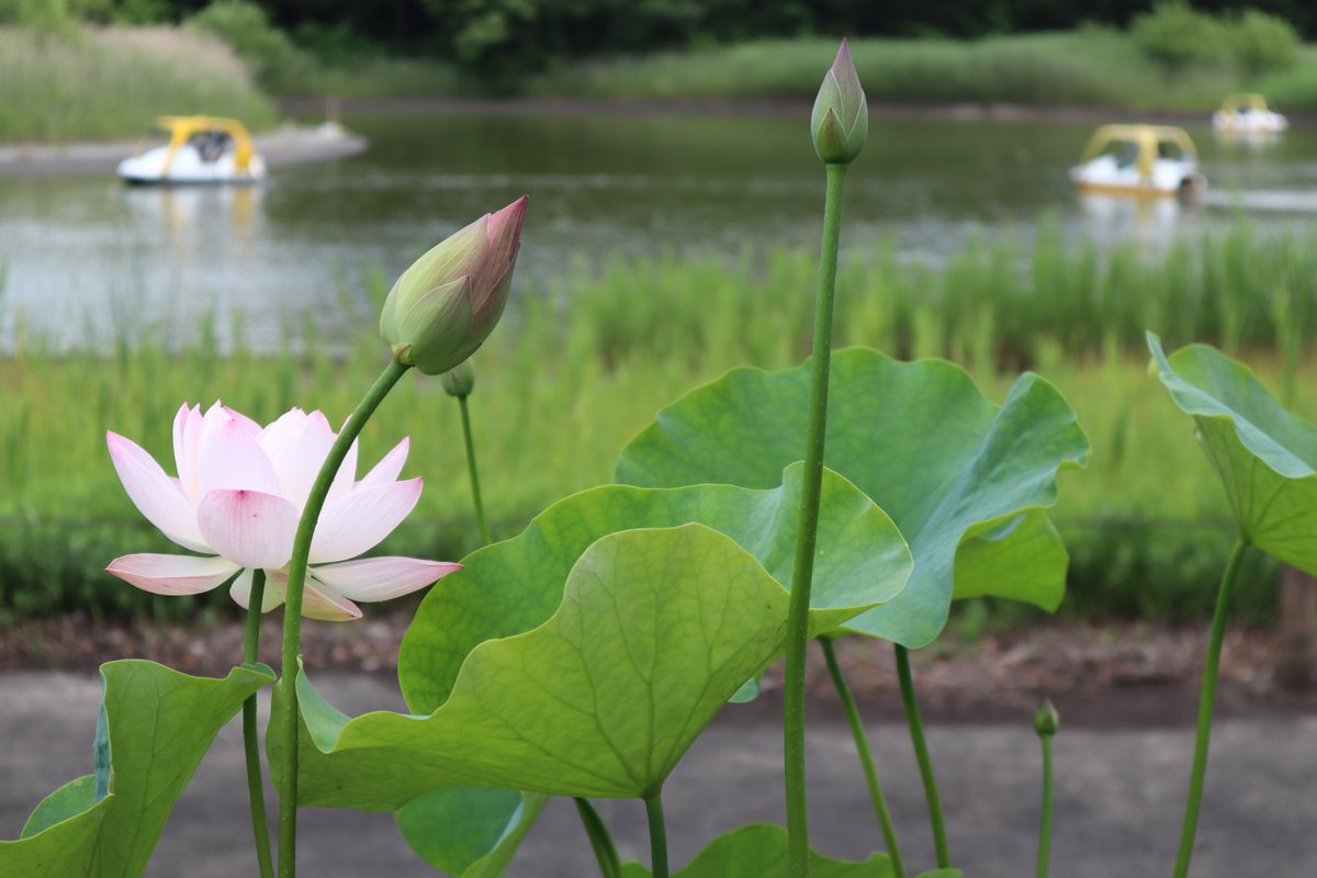 国営昭和記念公園 西立川口さざなみ広場では ハスの水鉢展示の準備がはじまりましたよ 今日は 最も昼の時間が長い夏至ですね まだまだ気温も上昇予報です 熱中症には十分気を付けてお過ごしくださいね 昭和記念公園 ハス
