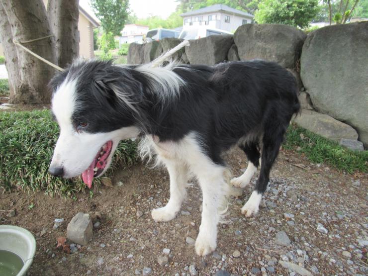 ボーダーコリー犬 hashtag on Twitter