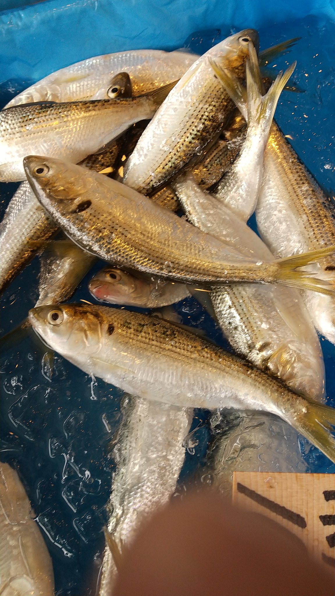 天 鳥 Yoshibey1963 日本酒さっぱりコハダ相性抜群です Twitter