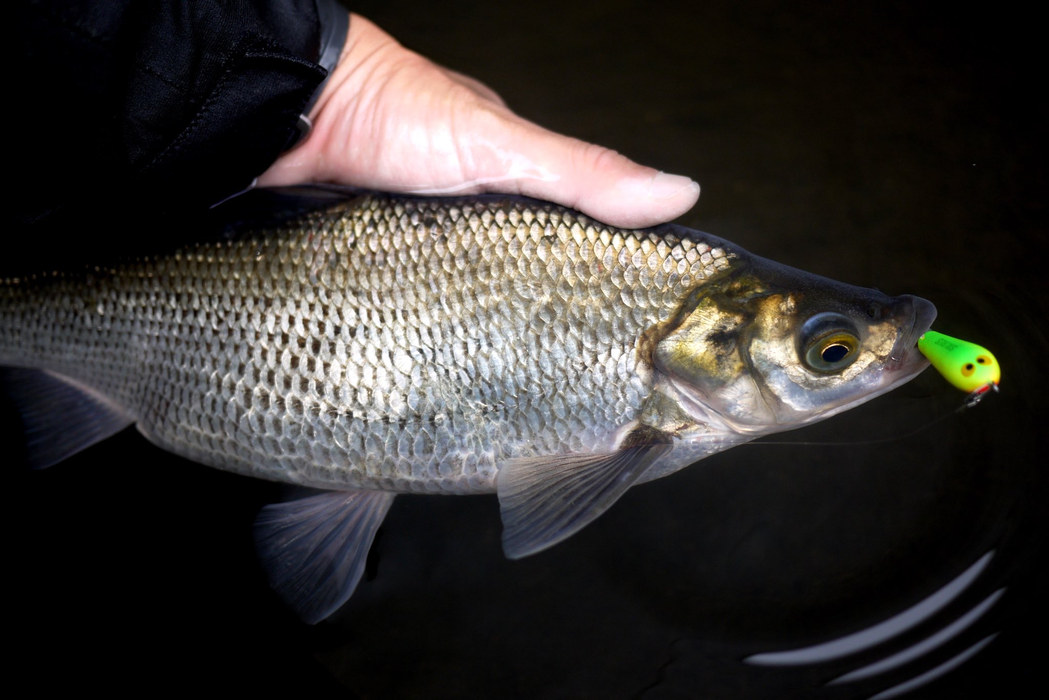 ワタカ Twitter Search Twitter