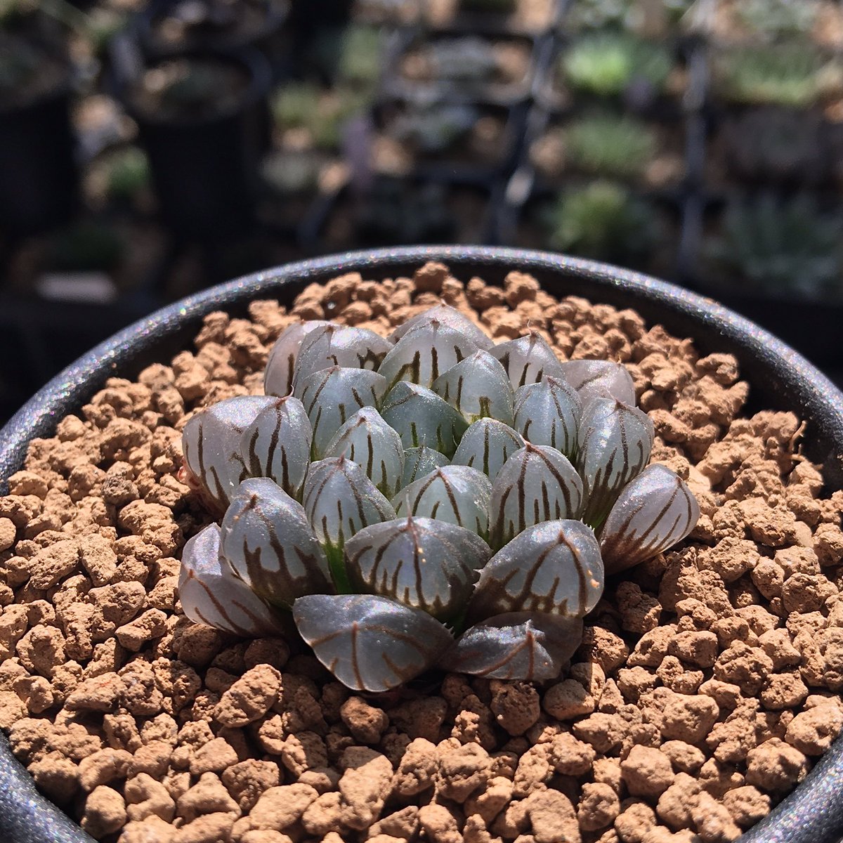キネ Crystalplants Haworthia Obtusa Cv 夏至といえば 関東では梅雨が本格化してくる頃で遮光管理が悩ましい季節です この頃合いで灌水の調整をしています 特に 夜間の気温が30 を超える日が連続したら要注意 多分 この時期が一番植物を眺めている