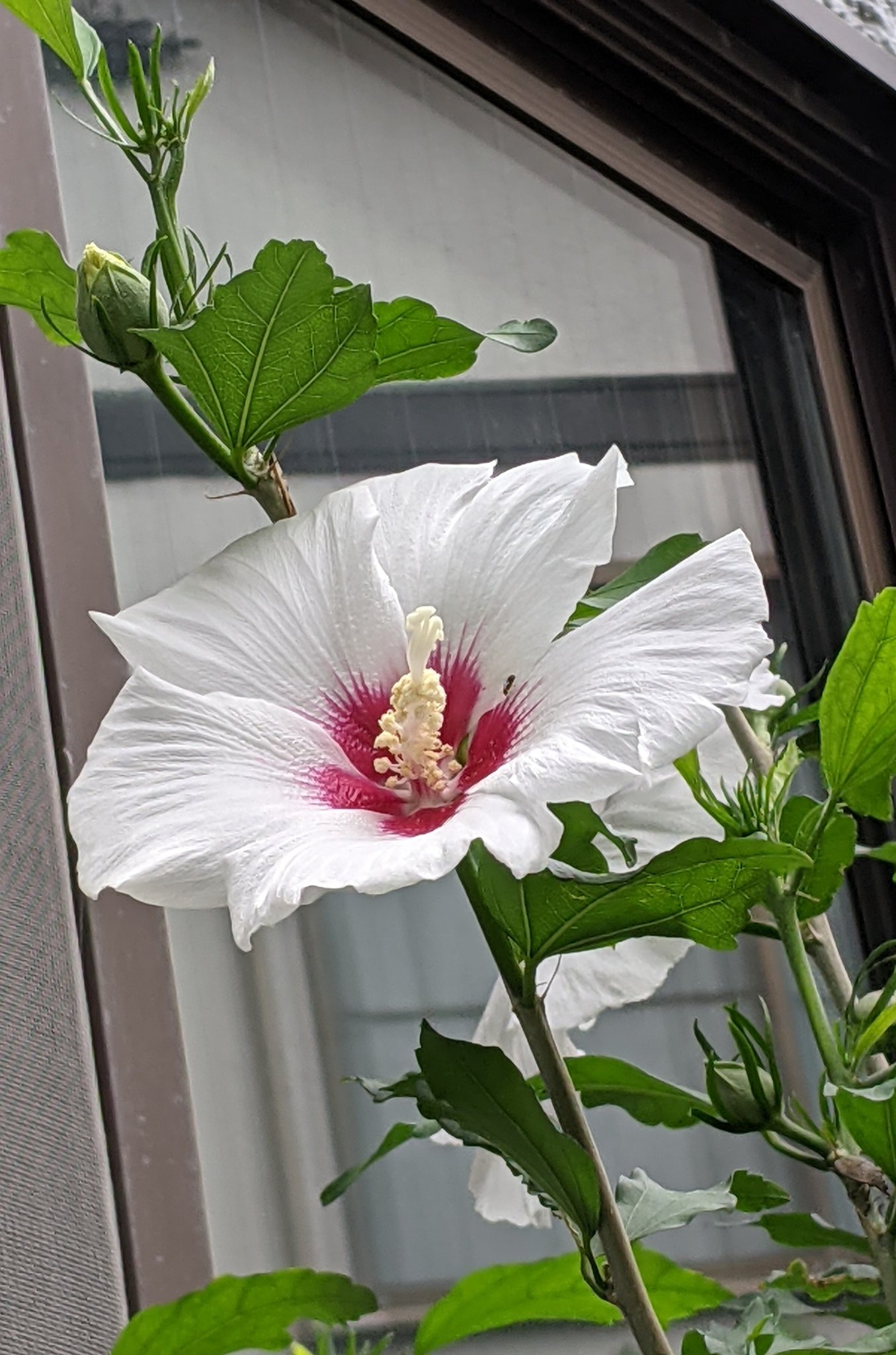تويتر わかば على تويتر 夏の花 アガンパスとムクゲと夾竹桃 ムクゲは韓国の国花 頑健で強い花 桜の散りゆく様に美しさを見 国花とした日本 移ろうものを愛する情感 私にもある T Co Sdn9aseoms