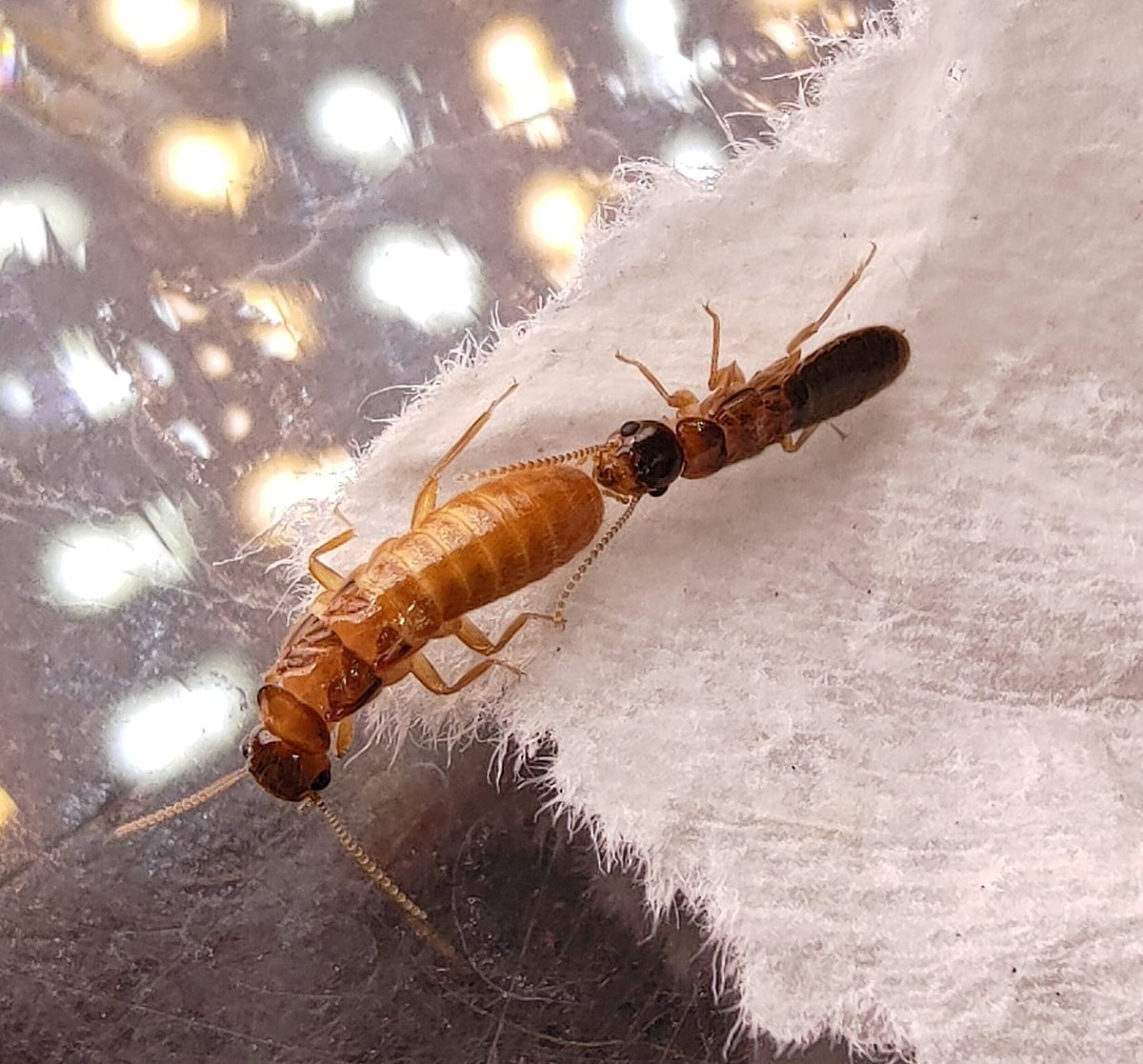 Termite Chiu tweet media