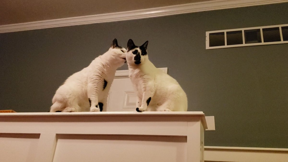 foxmoss_'s tweet photo. My pretties 🐱🐱 https://t.co/9l6G18Jrj0