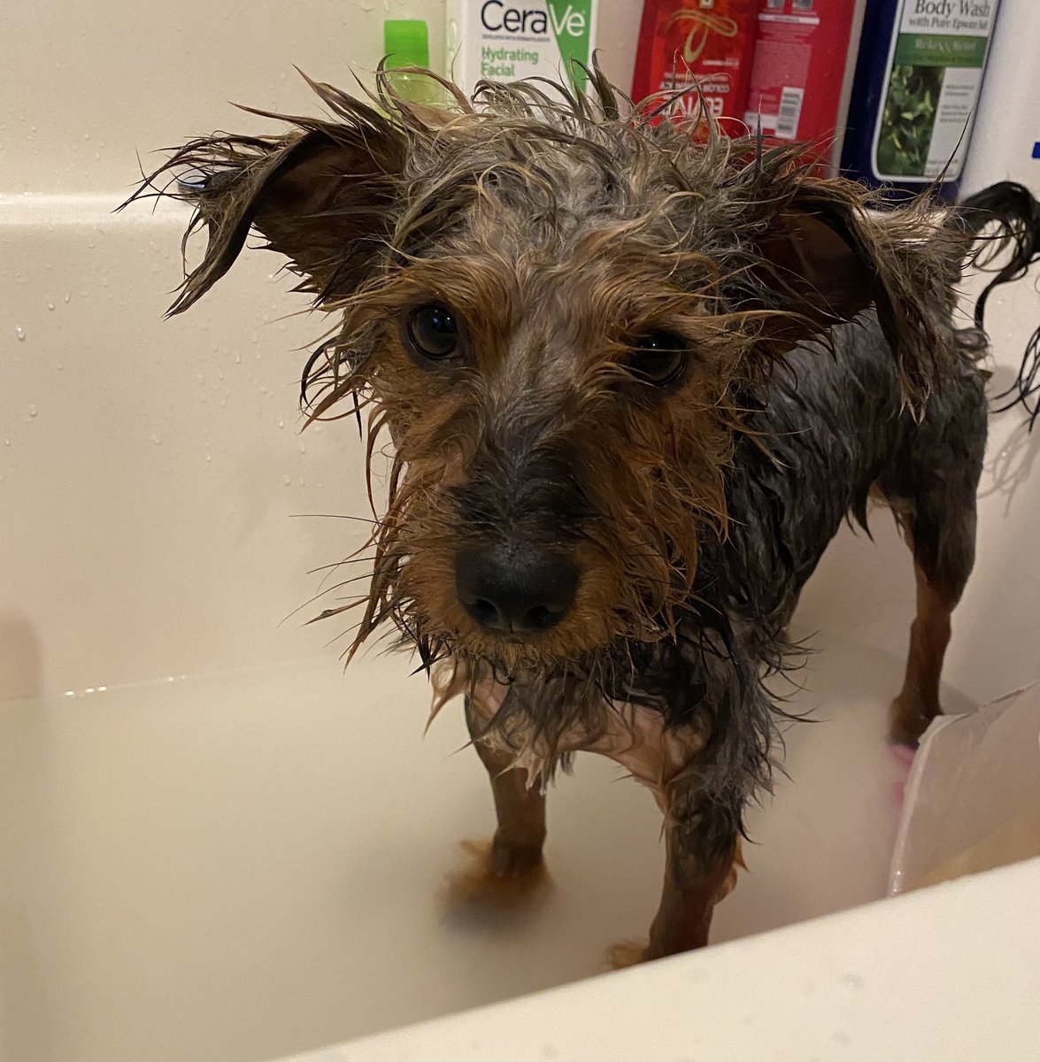 IsaiasIsavaldez's tweet photo. Loui is asking when Iβm taking him to a dog spa told him soon son soon πΆπΆ#AMCAPES #AMCARMY #amcshortsqueeze #AMCDAY #amcstock #AMCtothemoon #AMC500k #AMCQueens #AMCGlobal #AMCMovement #AMCFAMILY #AMCFOREVER #AMCGAMMA #AMCDAY #AMCTheatres #AMC #AMCPARTY #amc #amcpets https://t.co/OUqvt5cuIC