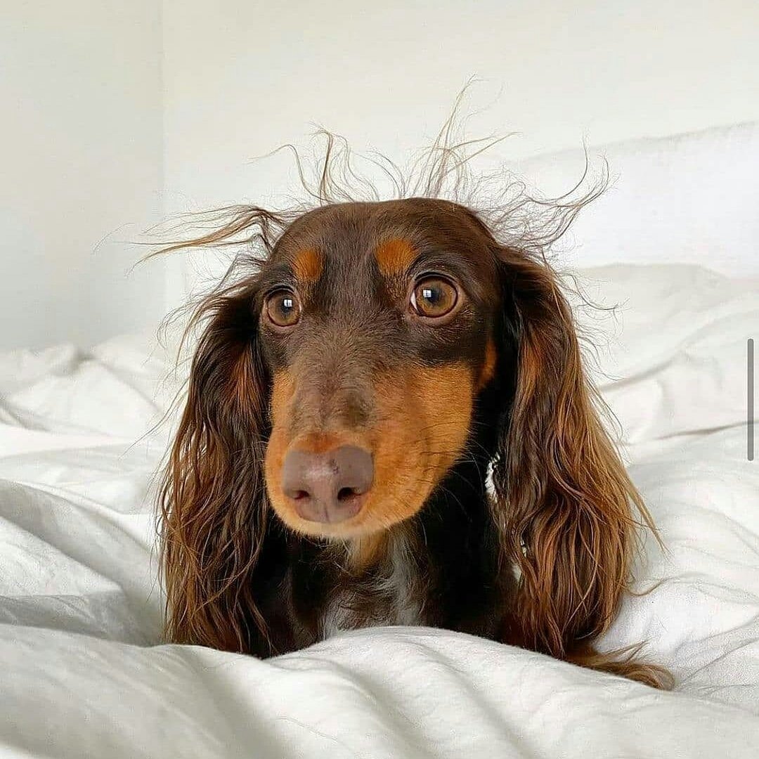 Monday morning alarm going off....

Credit: @moose__tracks 

#2naturaldogs
#dachshund #dachshunds #doxie #doxies #featuremydachshund #featuremydach #minidoxie #longhairdachshund #dachshundsdaily #dachshunddaily #dachshundsofig #dachshundsoftheday #dachshundsrule #dachshundmix