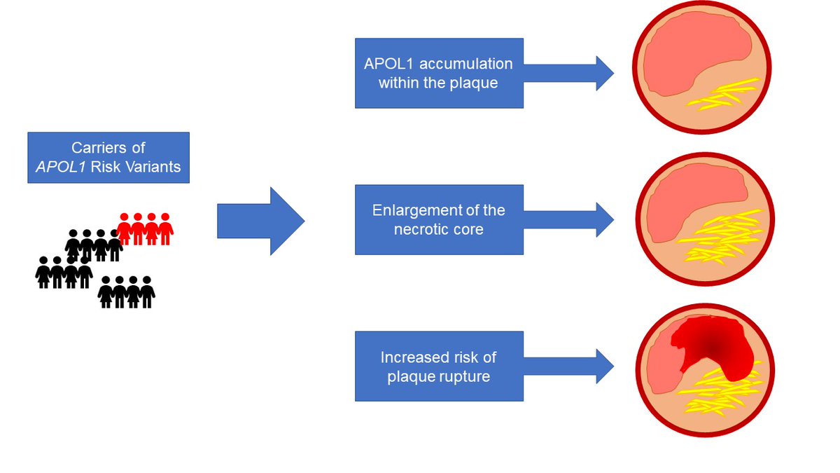 ATVB: An AHA Journal tweet media