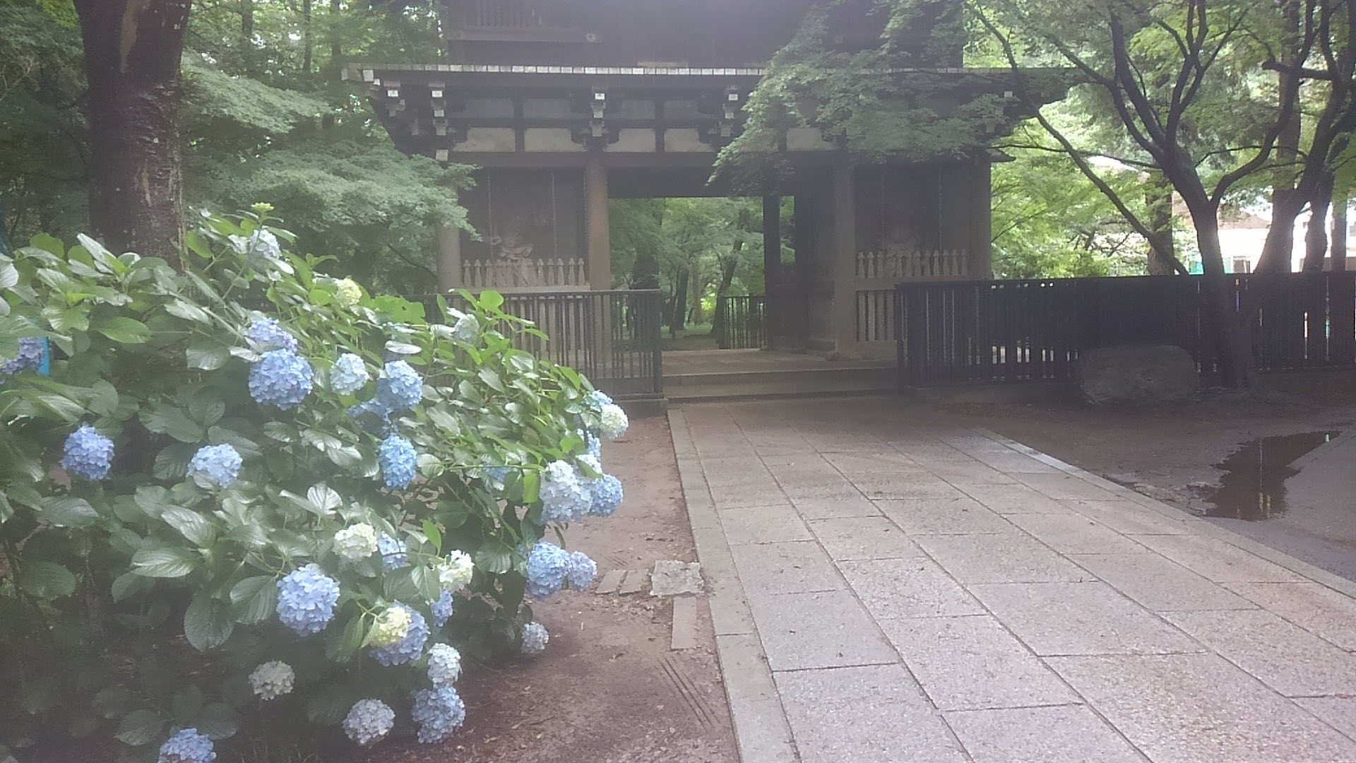 アンティーク市 手作り市 骨董市 イベント 6月26日 土 松戸東漸寺 とうぜんじ アンティーク市手作り市 開催します J R北小金駅南口徒歩6分 春は桜 梅雨は紫陽花 秋は紅葉 夏でも涼しい 東漸寺 葵の家紋でお待ちしてます 必ずマスクを付けて遊びに
