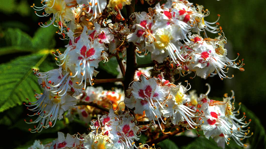 tom_ash86's tweet photo. #poland #polska #wielkopolska #wlkp #kalisz #nature #natura #plant #roślina #flower #kwiat #chestnuts #kasztanowiec #colors #kolory #pic #zdjęcie #picoftheday #zdjęciednia #sony #sonyalpha #sonyalpha3000 #alpha3000 #igerspoland #igerskalisz #instagramfilter #ludwigfilter https://t.co/r9eQBbeT3s