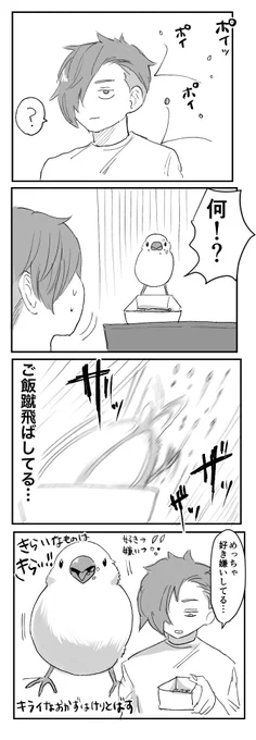 文鳥初心者漫画#文鳥#日常漫画 