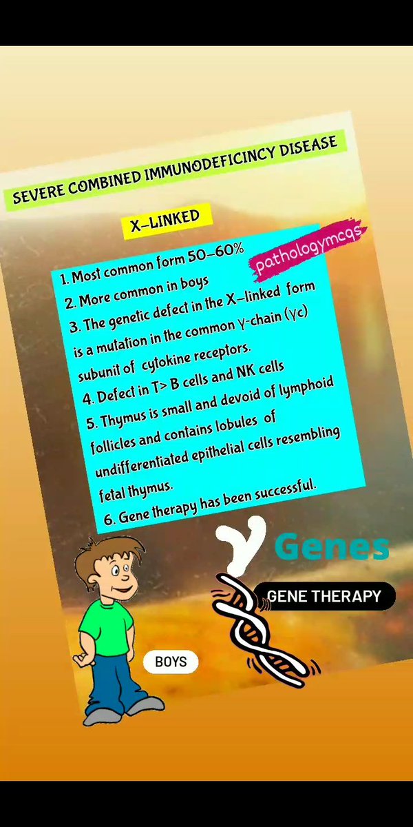 Pathology_mcqs's tweet photo. Severe combined immunodeficiency disease- Genetics and differences between the X-linked and Autosomal recessive SCID. #scid #adadeficiency #xlinkedscid #PathTwitter #MedEd #medtwitter #raggene #jak3 https://t.co/Ae8vTZiHSA