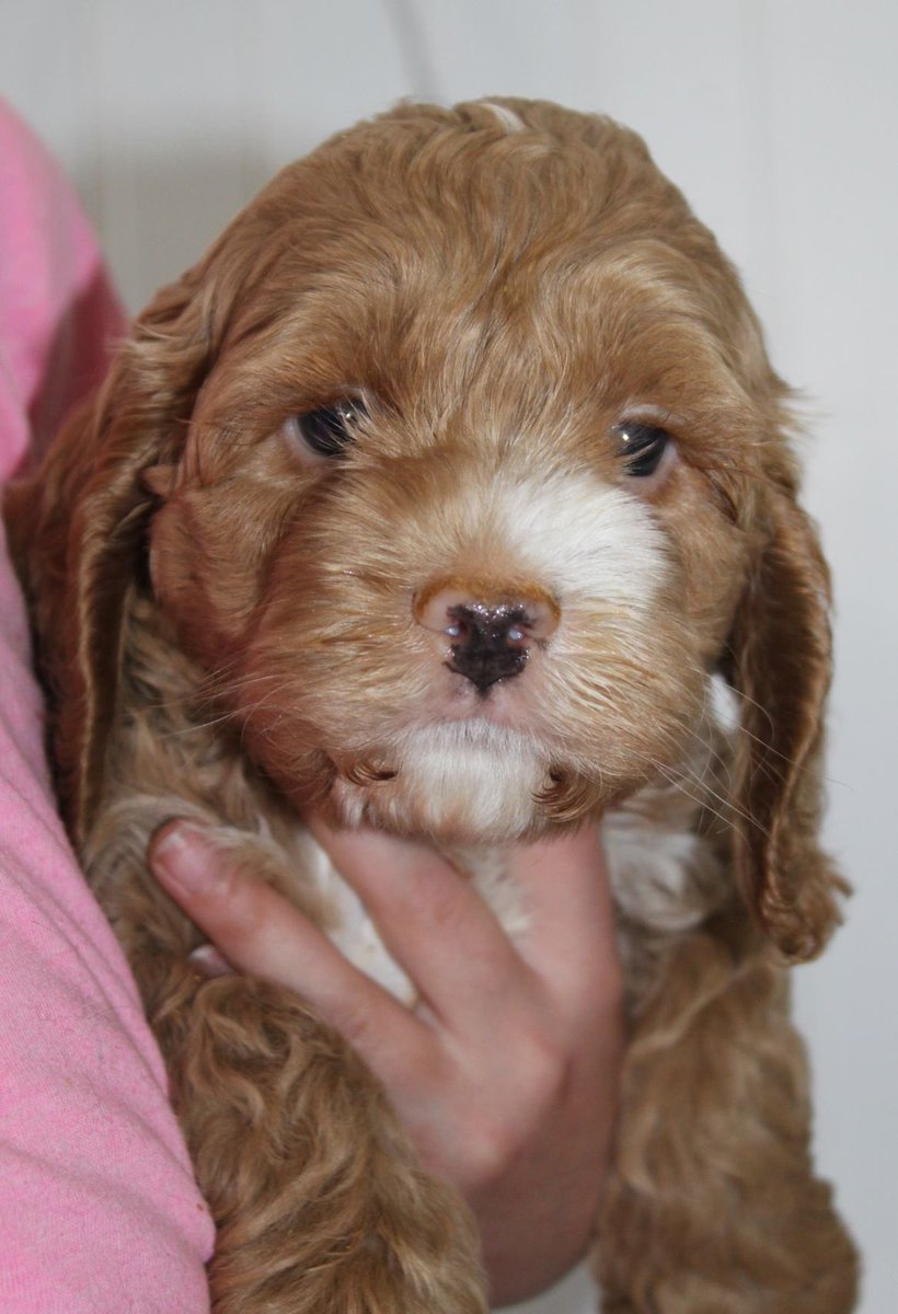 Teddyyys_Tweet's tweet photo. Floppy ears, confirmed! 🐶
#cockapoo #cockapoopuppy #cockapoolife #cockapoodaily #cockapooclub #cockapoocrazy #apricotcockapoo #cockapoomoments #puppy #puppylove #puppylove #puppyoftheday #puppyeyes https://t.co/ZLjienTgqc