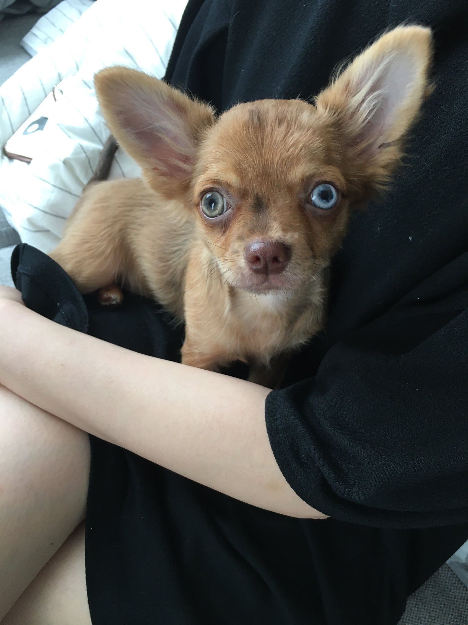 おで 目 綺麗でしょ チワワ オッドアイ 仔犬 美犬 チワワ仔犬 オッドアイチワワ T Co Xia2emdnan Twitter