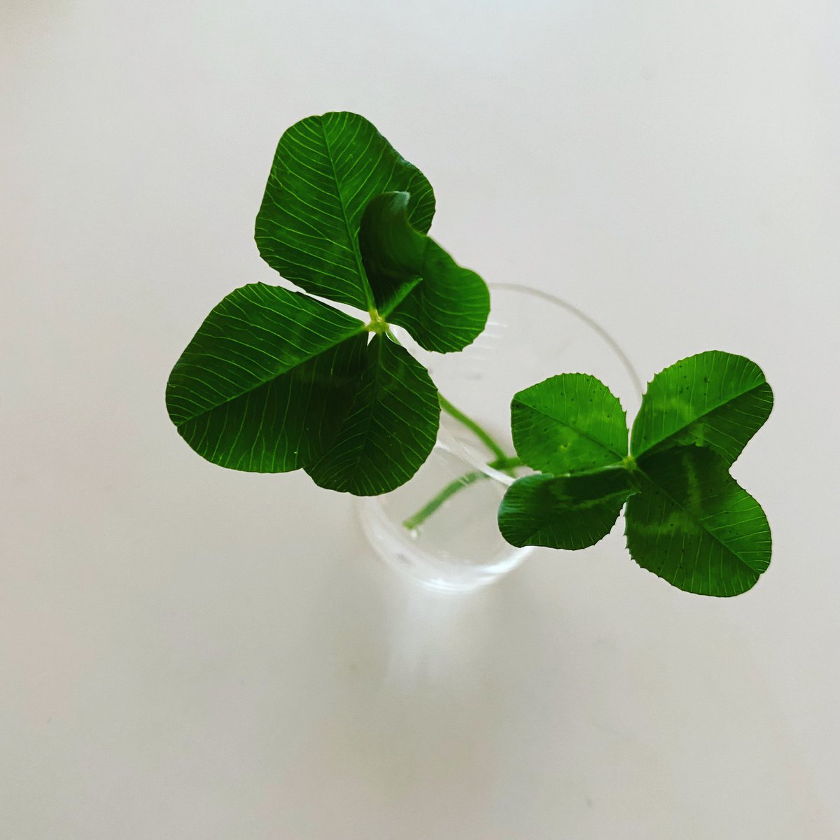 臼井嗣人 V Twitter 近所の酒屋のおじちゃんが教えてくれた 四葉のクローバーが たくさん生える秘密の場所で 息子が見つけてきた ちなみに その場所を教えてくれた時 おじちゃんは手に 六葉のクローバーを持っていた その場所は おじちゃんが車を停めている駐車場