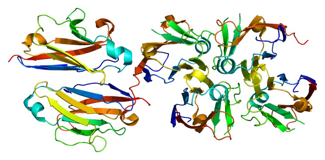 MikaelNiku's tweet photo. Aloitan sarjan "juitsuja, joista et liene kuullut, vaikka ne on sulle elintärkeitä."
Tämä on pIgR, polymeerisen immunoglobuliinin reseptori. Se kuskaa vasta-aineita suoleen. Sinunkin suolessasi, tälläkin hetkellä. Ilman sitä et pärjää.
#molekyylibiologia #biokemia #proteiinit https://t.co/959DMtkNxB