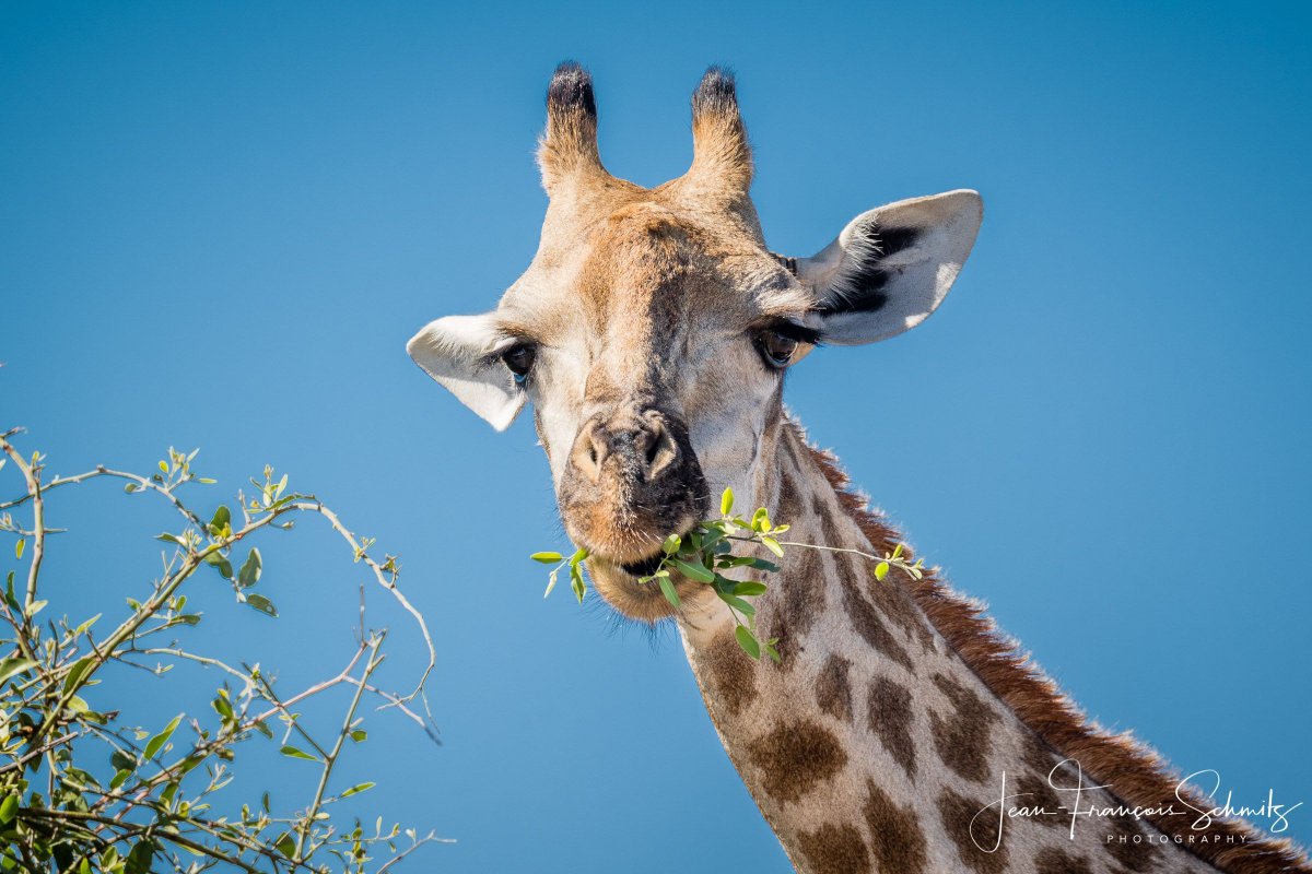 Today is World Giraffe Day. Chobe National Park, Botswana. May 2019.

 #giraffe #worldgiraffeday #botswana #chobenationalpark #wildlife #animals #giraffes #nature #safari #africa #wildlifephotography #giraffelove #art #animal  #love #travel #naturephotography #photography